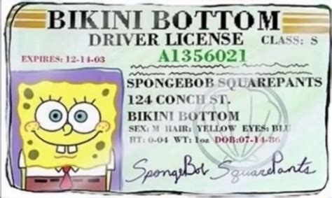 Bikini Bottoms Driver License C Ass S Expires Al By Conch Bikini