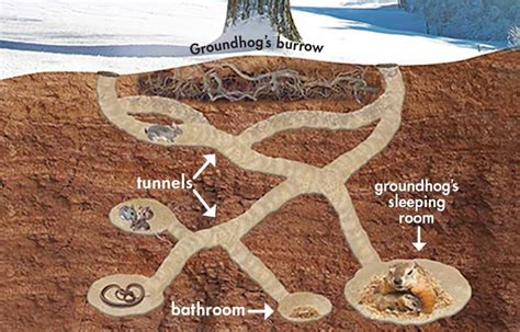 Groundhog Burrow