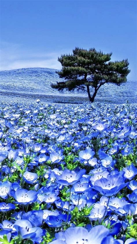 Blue Flowers Nature Blue Theme Hd Phone Wallpaper Pxfuel