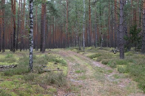 Бесплатные стоковые фото на тему безмятежный, береза, грязная дорожка ...