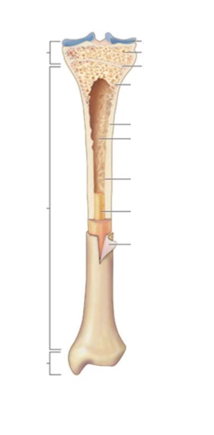 Long Bone Labeling Diagram Quizlet