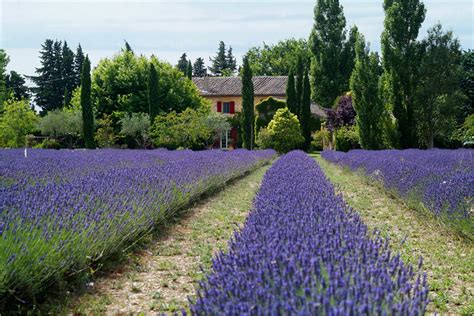 Фото Прованс Лаванда Домики Природа — Фото Картинки