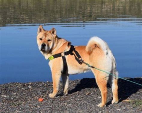 Shiba Inu Chow Chow Shar Pei Mix Dog For Adoption Near Seattle – Adopt Pee Pee Today! | Pet ...