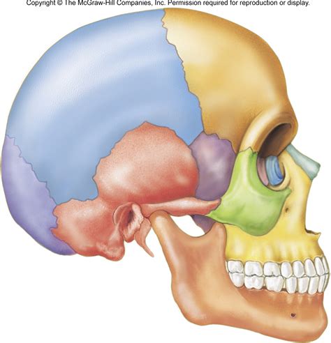 skull lateral view diagram quizlet