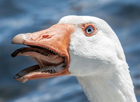 It's time you learned the truth about geese - The Verge