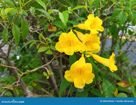 plant  yellow elder flowers   ground stock photo image