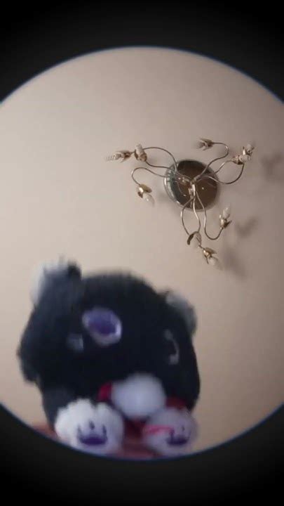 мой котик скара - YouTube