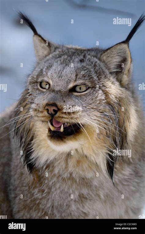 Growling Face Of Female Canada Lynx In The Shade Of A Snow Covered