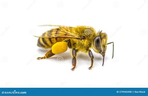 Western Honey Bee Or European Honey Bee Apis Mellifera Closeup Side