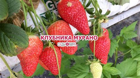 Клубника Мурано Описание Сорта Фото – Telegraph