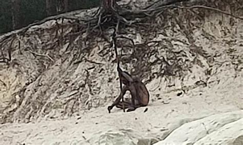 Mysterious Naked Wolf Man Spotted In Germany S Harz Mountains Hikers Take Photo Of Man Naked