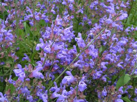Шалфей (Salvia) | ПИТОМНИК РАСТЕНИЙ СЕРЕБРЯКОВЫХ