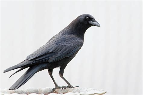 Corvus & Corvidae on Behance