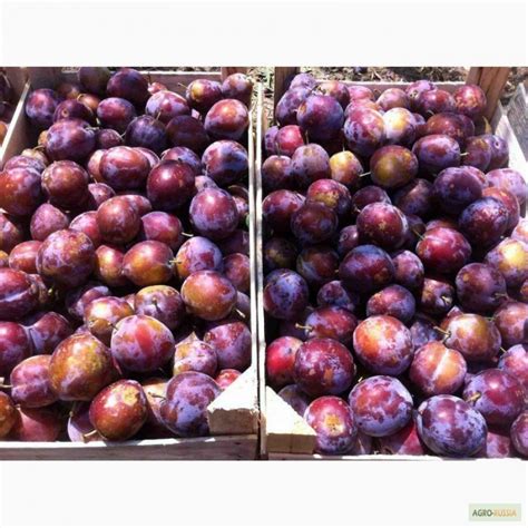 Слива Кабардинка (Kabardinka)