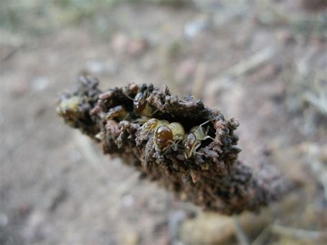 Plagatrol Insecticidas Y Control De Plagas En Monterrey