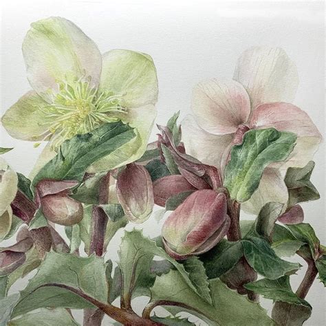 Elaine Searle Botanical Painter Tuttart