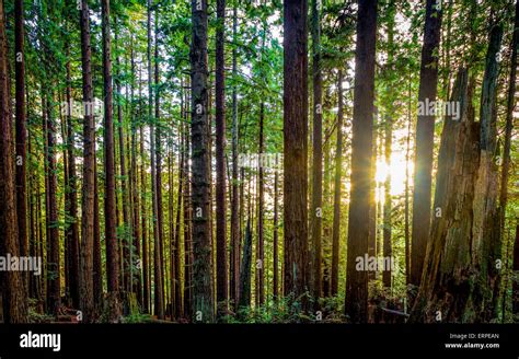A Redwood Grove In Northern California Usa Color Image Stock Photo