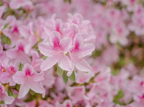 Things To Do In Pinehurst Nc Besides Golf Our Top 25