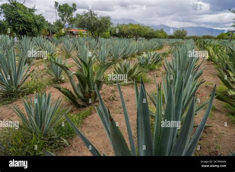 An agave plantation for the Mezcal production in the Valley of Oaxaca near Teotitlan del Valle ...