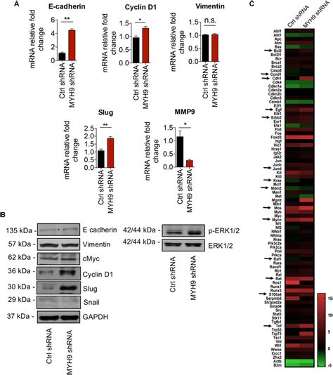 Myh Silencing Regulates Oncogenes And Emt Markers Expression In B F