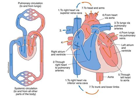 Pin On Anatomy