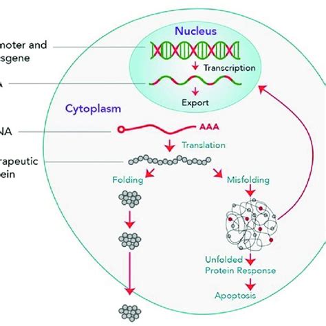 Schematic Diagram Of The Unfolded Protein Response Upr Download Scientific Diagram