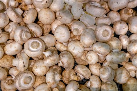 The Champignons On The Counter Are Untreated With Defects Mycology