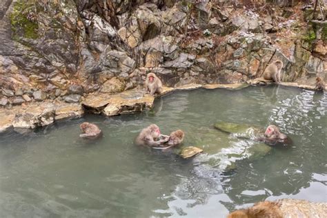 A Trip To Jigokudani Snow Monkey Park See Snow Monkeys Soaking In Hot Springs