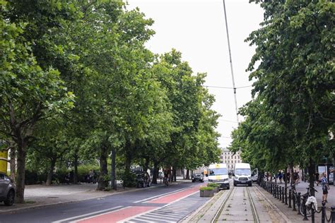 Kontrowersyjna Wycinka Drzew W Centrum Poznania Leszczyny Przy Ul