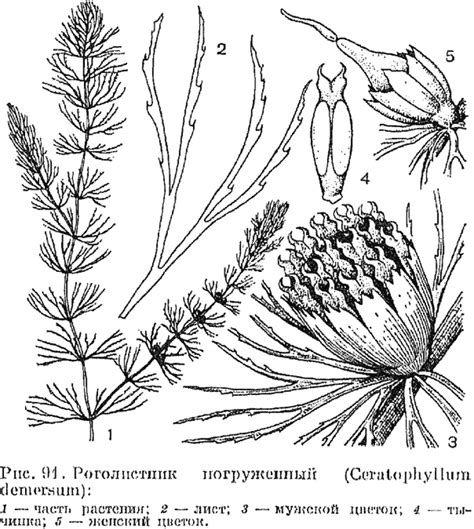 Картинки и рисунки роголистника крупным планом.
