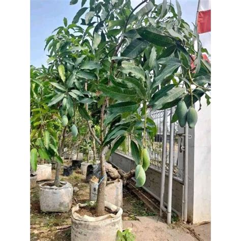 Jual Bibit Mangga Gadung Okulasi Shopee Indonesia