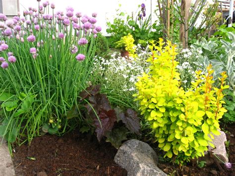 Лапчатка на клумбе с другими цветами (45 фото) » НА ДАЧЕ ФОТО