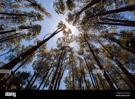 Very Tall Gum Trees In Australia Looking Up Stock Photo Alamy