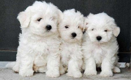 Fotobabble - Els gossets