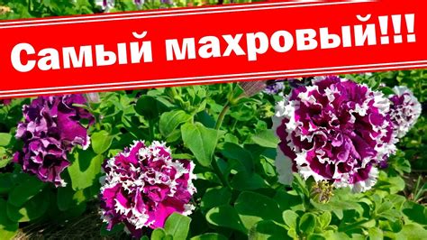 Сорта петуний, отзывы. Петуния пируэт пикоти каскадная - YouTube