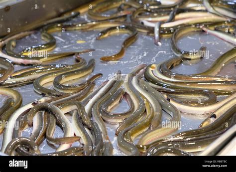 Freshwater Eels Stock Photos & Freshwater Eels Stock Images - Alamy