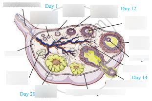 Bio Lab Female Histo Diagram Diagram Quizlet