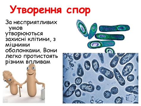 Бактерії - online presentation