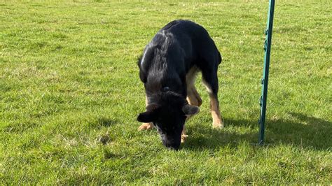 Training German Shepherd Dogs - The Right Way | Vislor