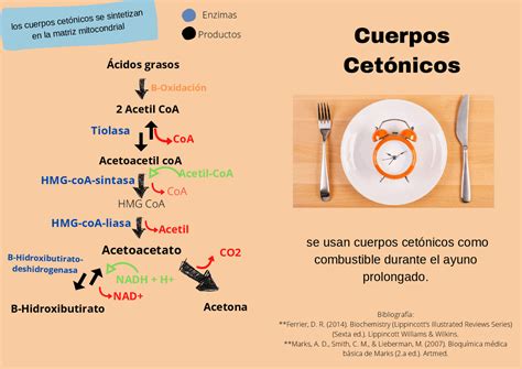 Os Corpos Cetonicos Atuam Como Reservatorios Plasmaticos De Acetil Coa