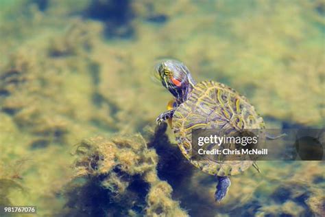 522 Red Eared Slider Natural Habitat Stock Photos High Res Pictures