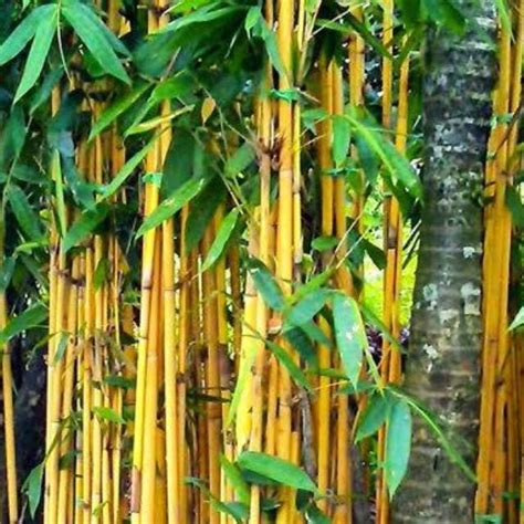 Jual Jenis Macam Bambu (Bambu KUNING DAN BAMBU JEPANG) Satu Rumpun isi ...