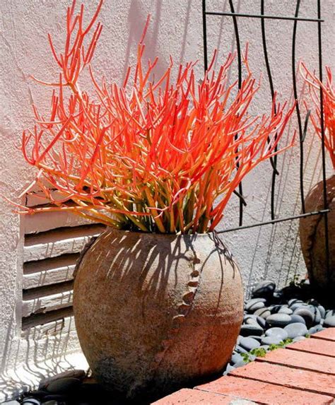 23 Most Stunning Orange Succulents Balcony Garden Web
