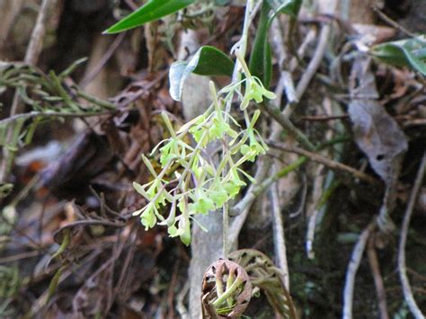 Epidendrum (Epidendrum) - PictureThis
