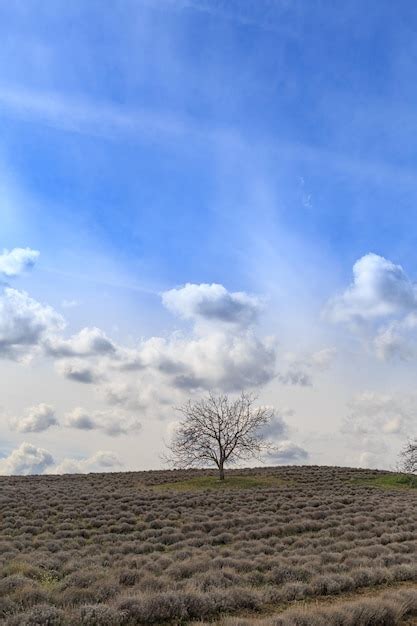 Premium Photo Field With Naked Tree And Blue Sky