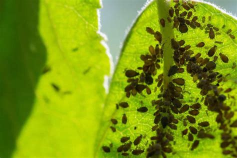 The Enemy in Your Orchard: A Guide to Dealing With Aphids on Apple Trees - Minneopa Orchards