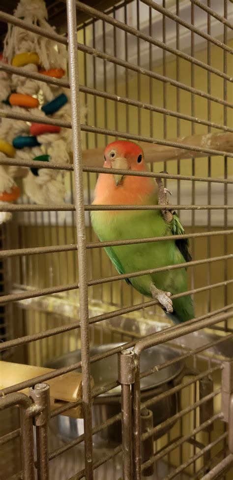 tips for lovebird hyperactive without vet 4