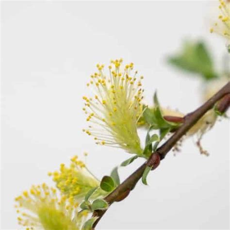 Dwarf Pussy Willow Bonsai Bonsai Tonight