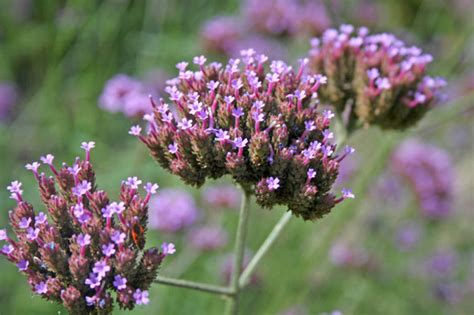 Вербена посадка и уход, фото, размножение сорта, выращивание в открытом ...