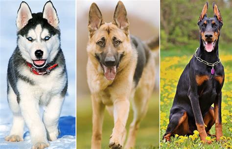 Dog breeds online